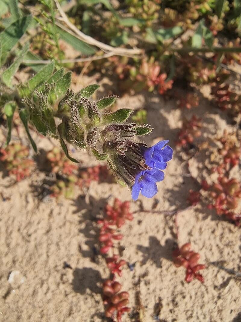 Alkanna tinctoria flower
