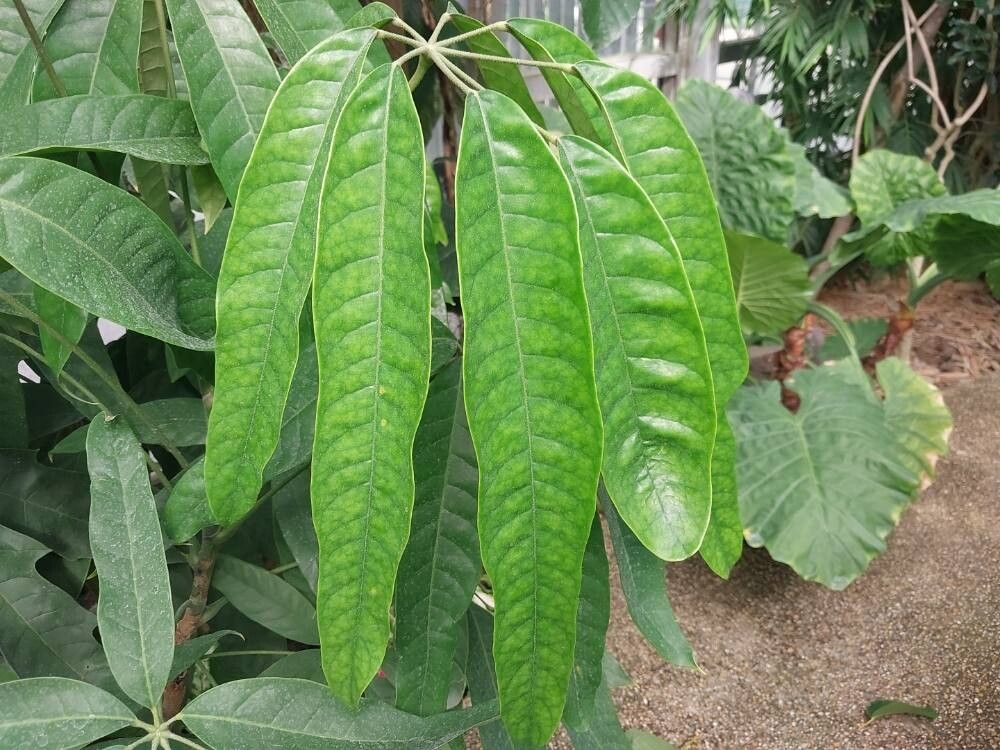 Heptapleurum schizophyllum — search result for 'Heptapleurum'