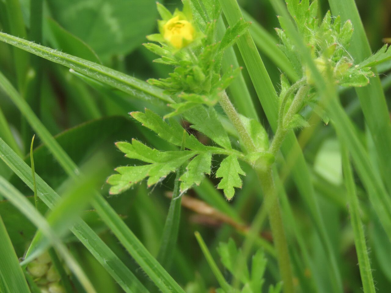 Potentilla supina — search result for 'Potentilla'