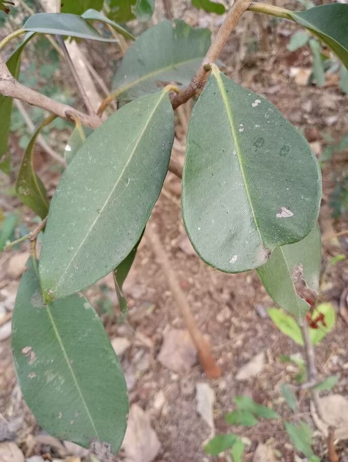 Englerophytum magalismontanum leaf