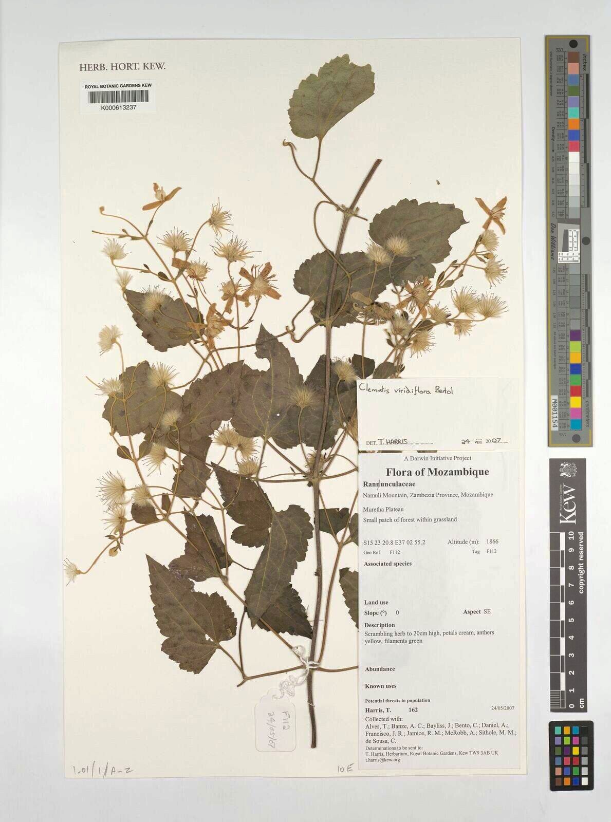 Clematis viridiflora — search result for 'Clematis'