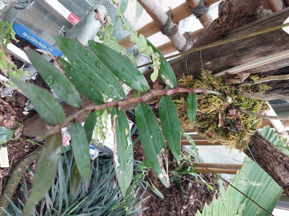 Dendrobium sanguinolentum — houseplant care guide