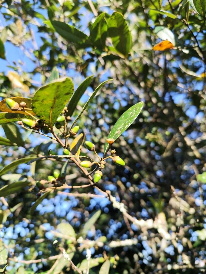 Ocotea pulchella fruit