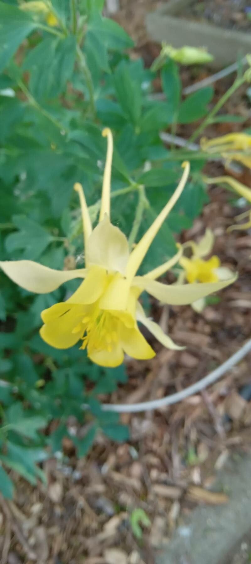 Aquilegia chrysantha flower