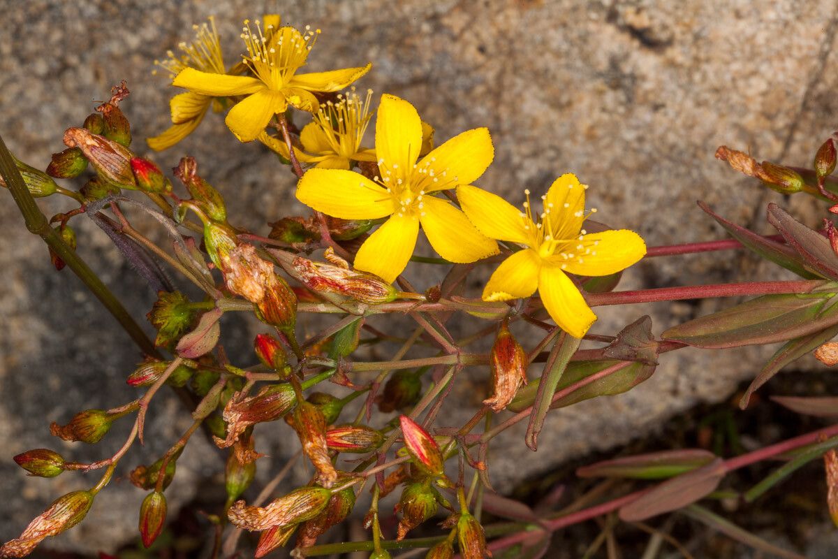 Hypericum australe flower