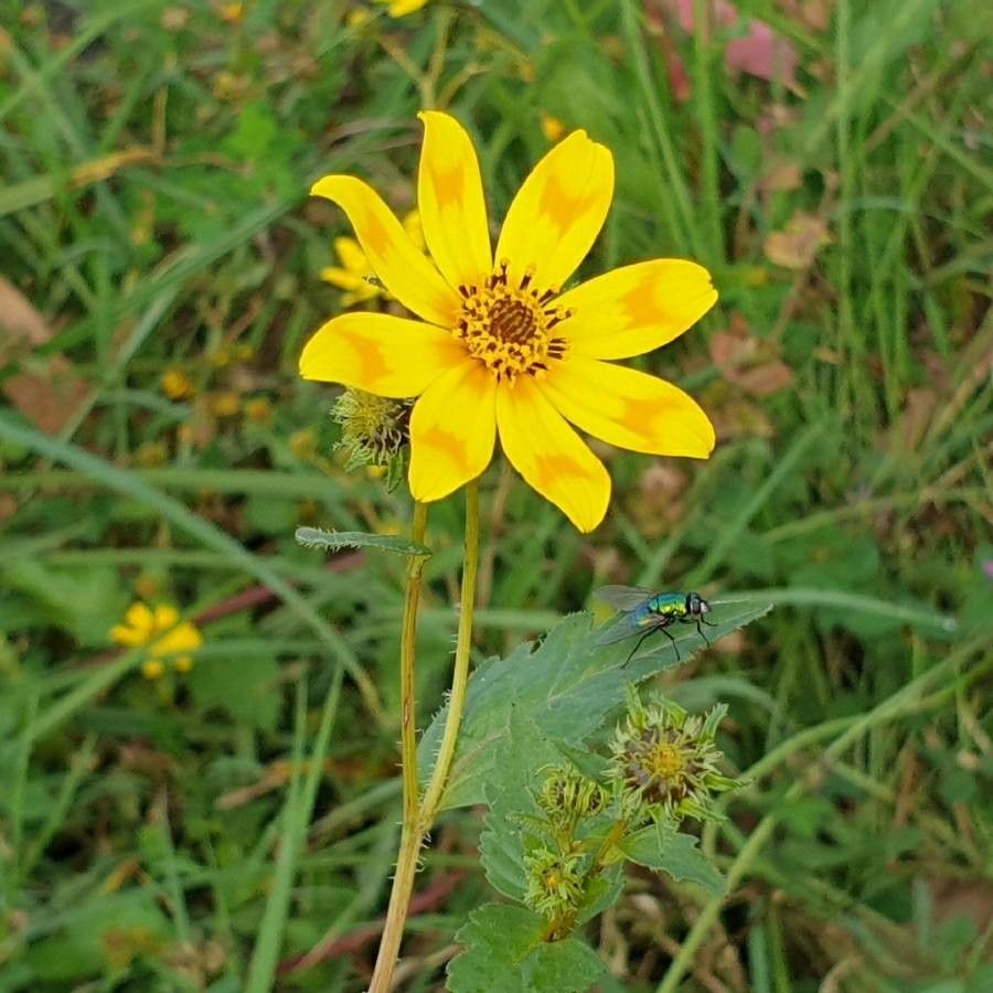 Bidens macroptera — search result for 'Bidens'