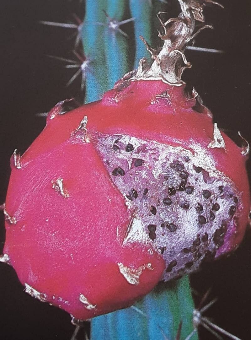 Harrisia gracilis — houseplant care guide