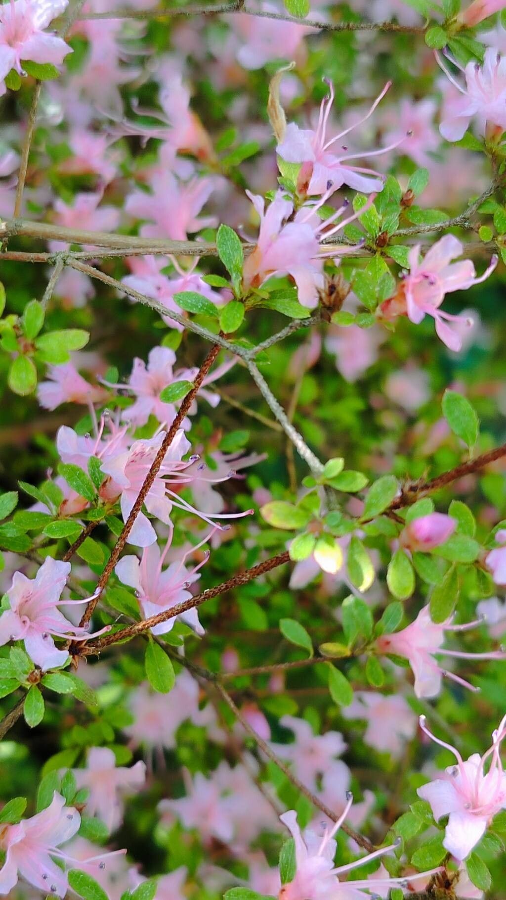 Rhododendron serpyllifolium flower