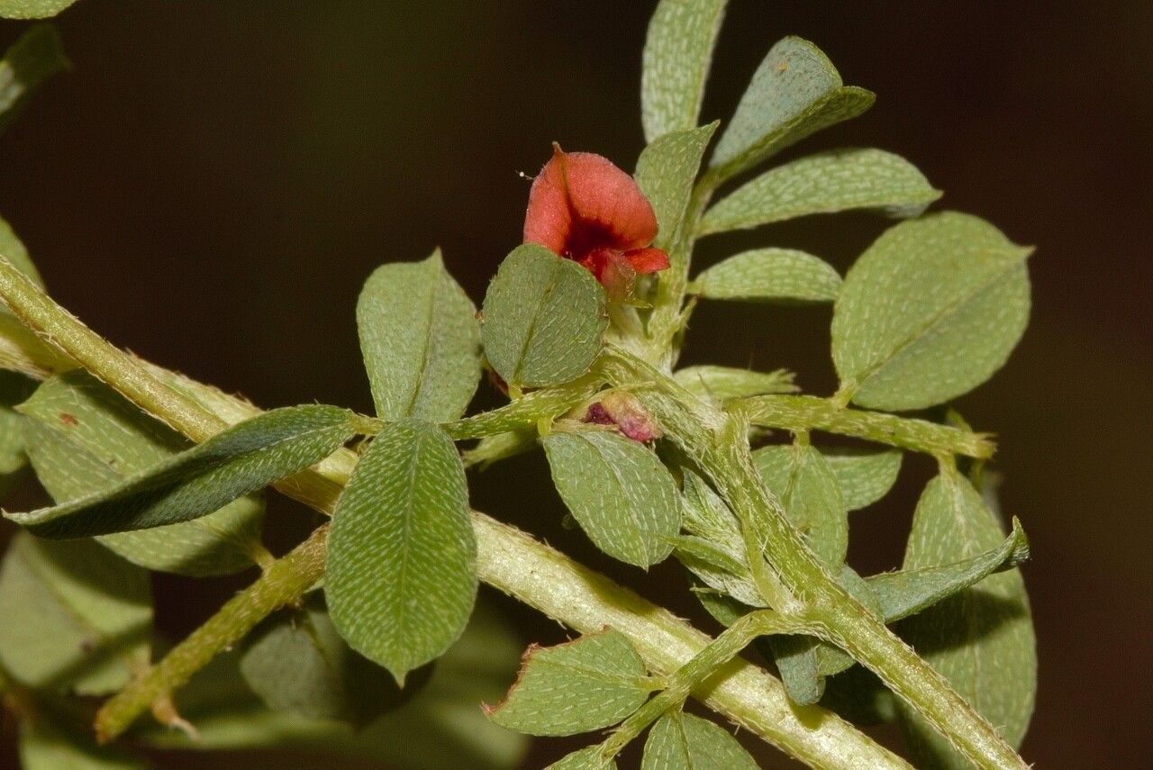 Indigofera demissa flower