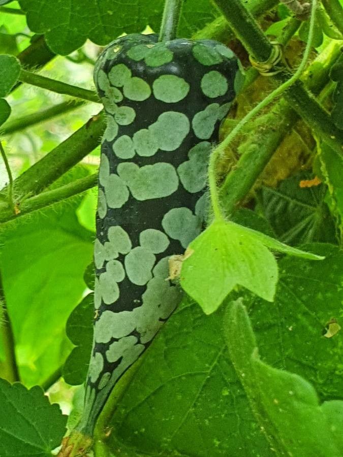 Kedrostis leloja fruit