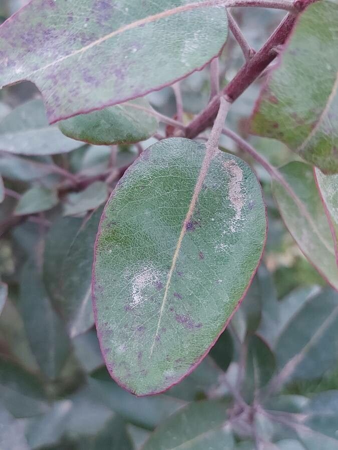 Arbutus xalapensis — search result for 'Arbutus'