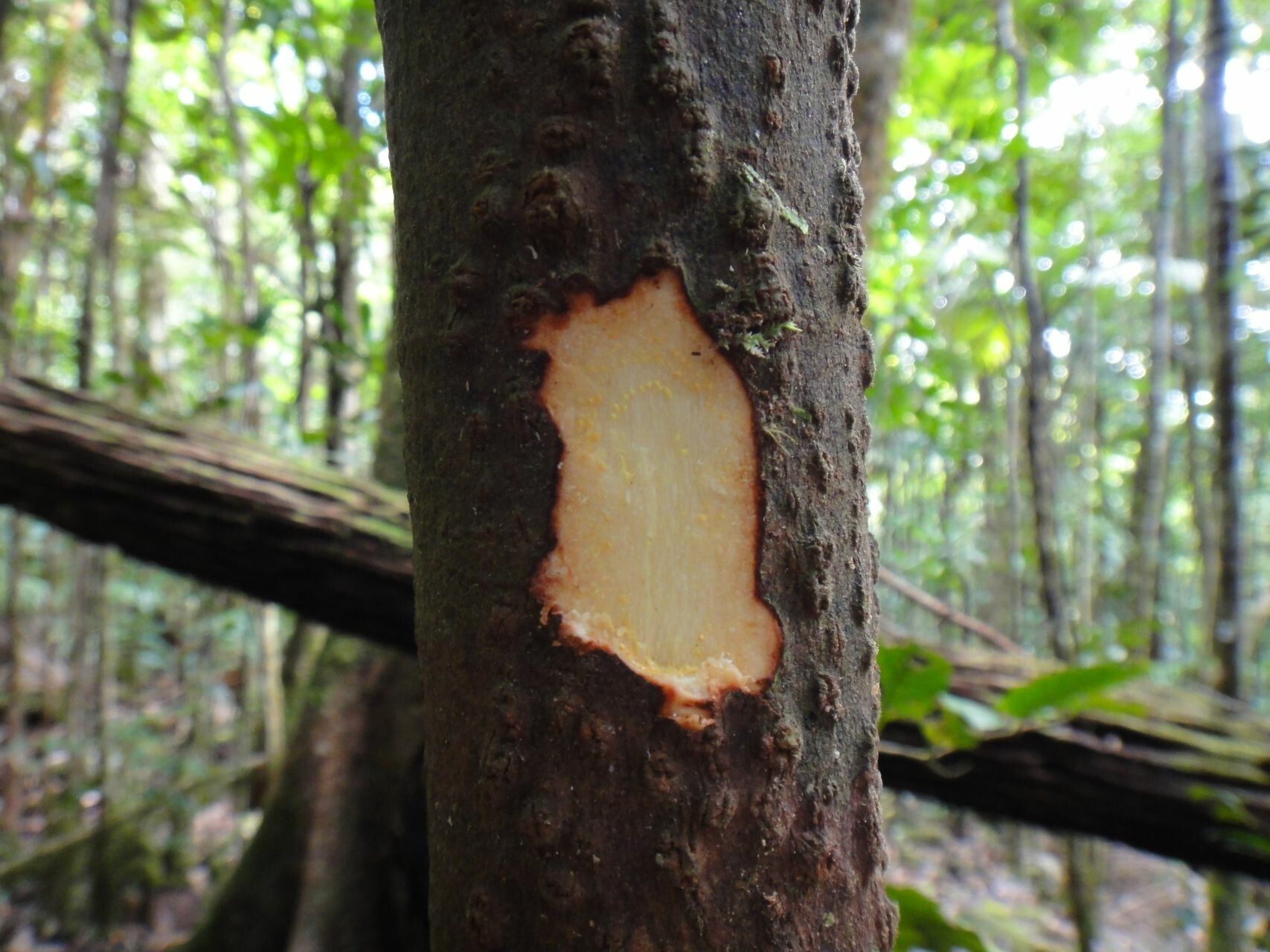 Garcinia neglecta bark