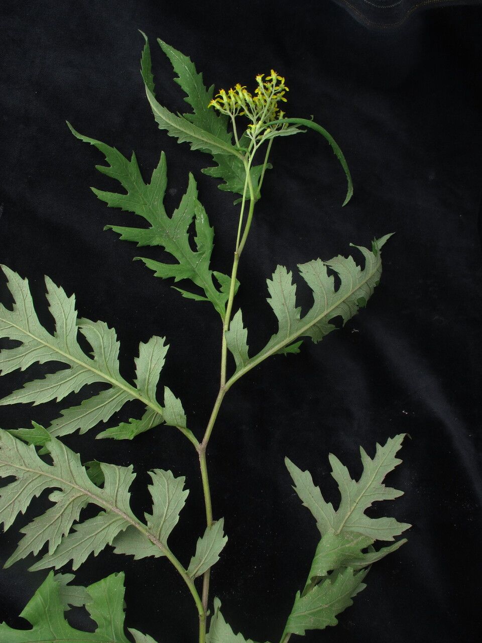 Senecio royleanus habit