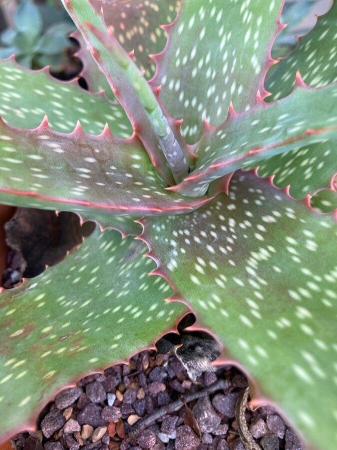 Aloe labworana — houseplant care guide