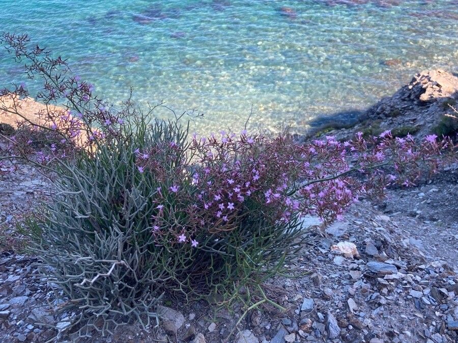 Limonium insigne habit