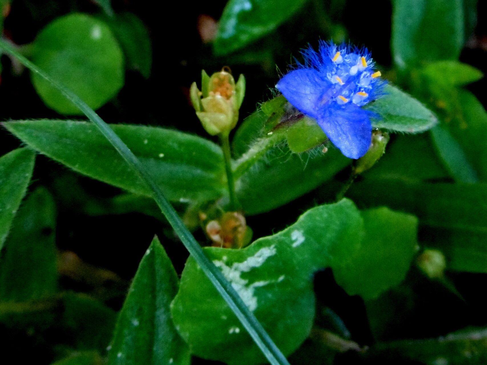 Cyanotis cristata flower