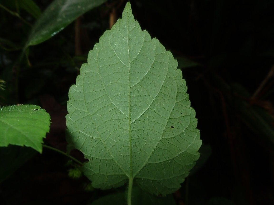 Tragia benthamii — related species from the same genus