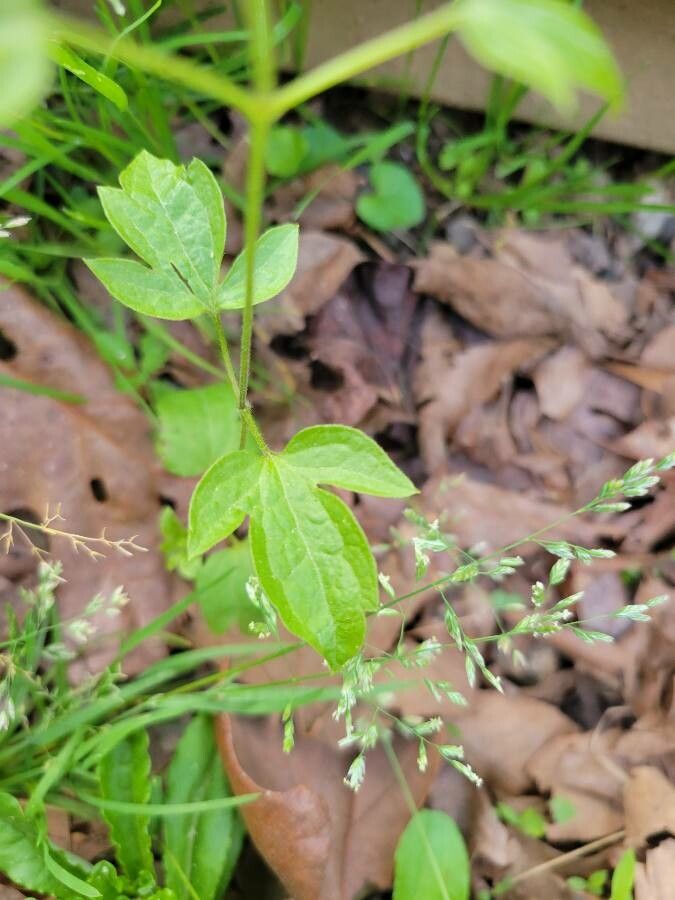 Clematis occidentalis