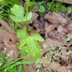 Clematis occidentalis