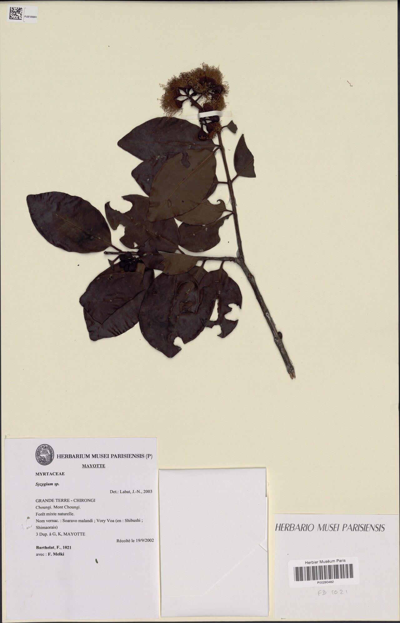 Syzygium labatii — houseplant care guide