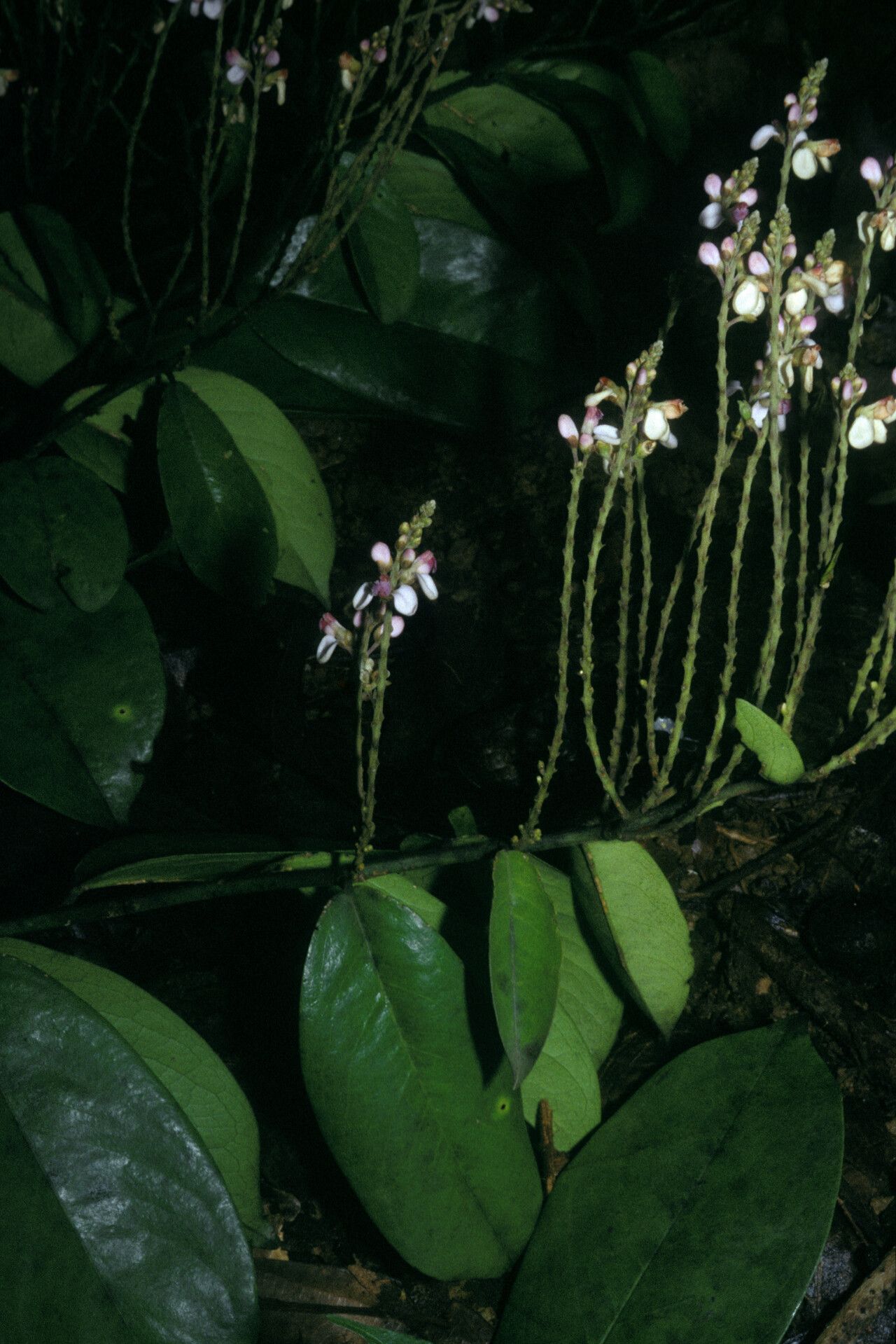 Securidaca paniculata habit