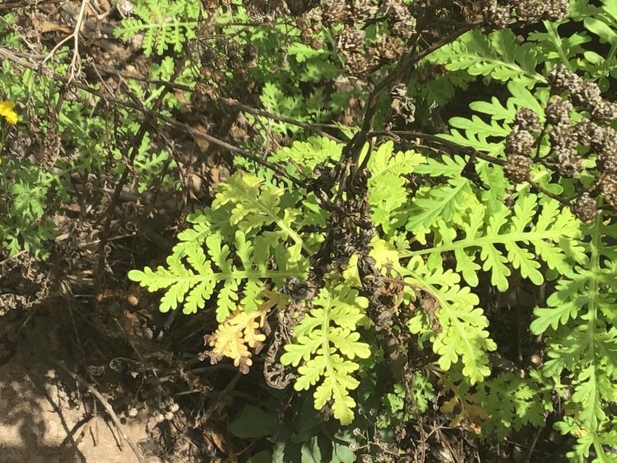 Cheirolophus satarataensis — houseplant care guide