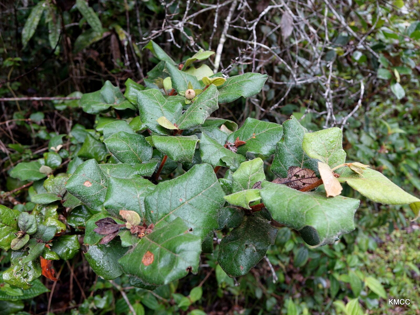 Croton lasiopyrus habit