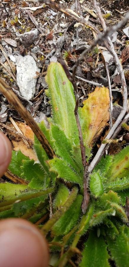 Linum congestum — search result for 'Linum'