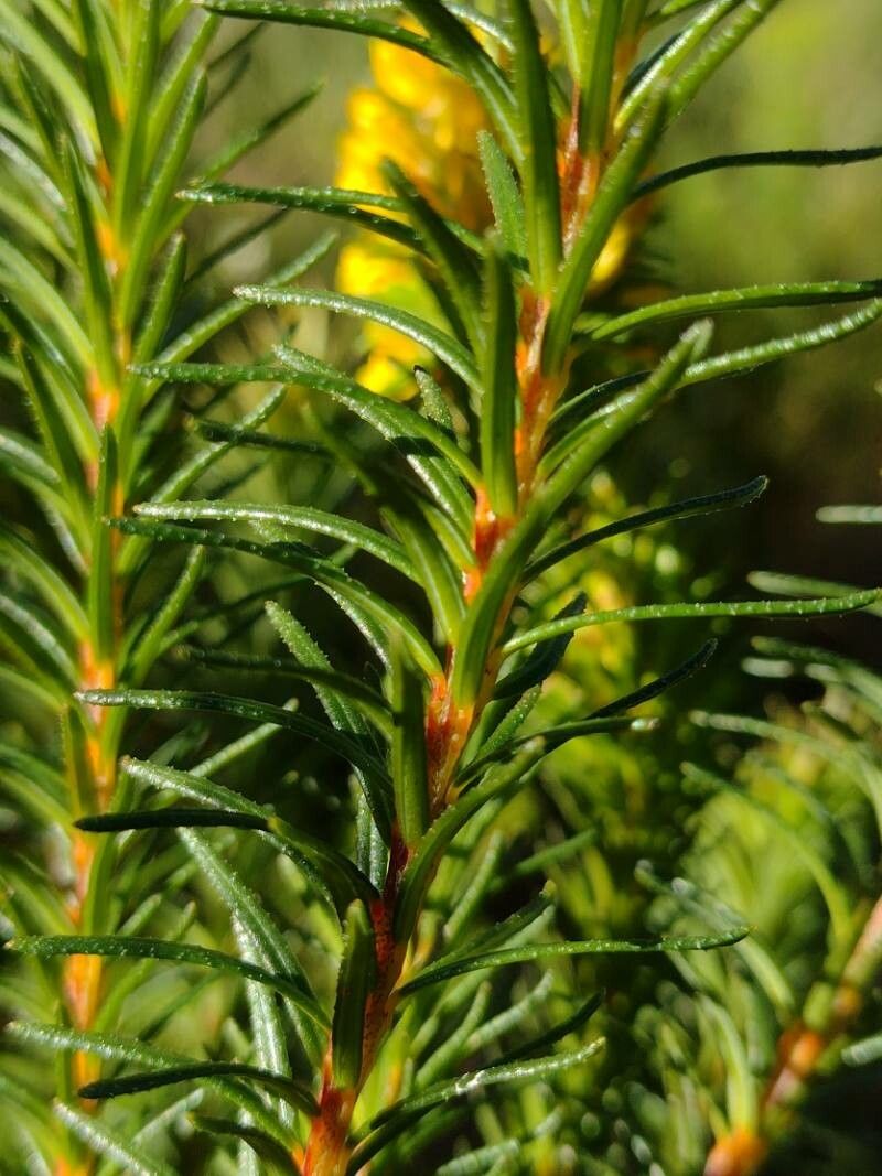 Phyllota phylicoides leaf