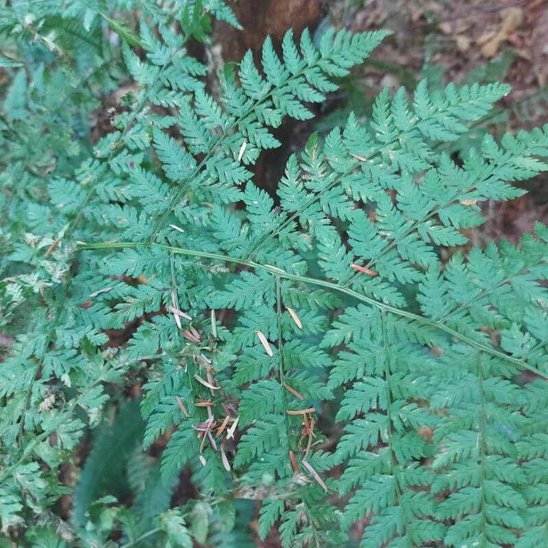 Cystopteris montana bark