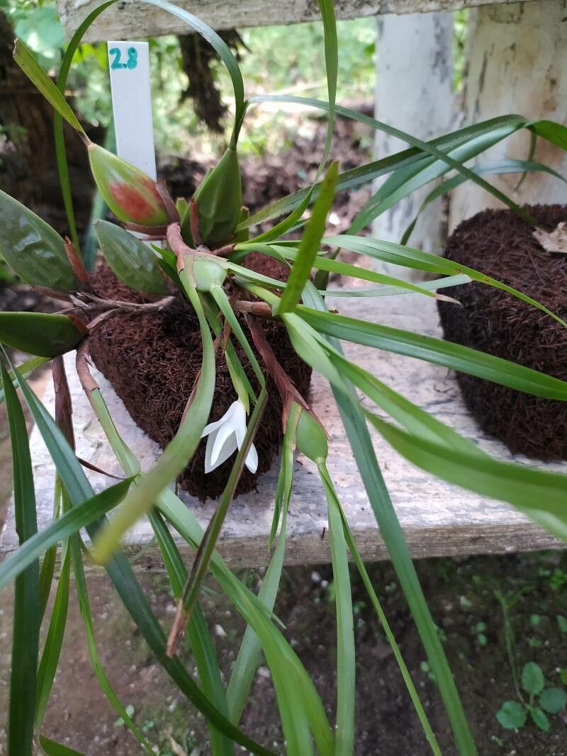 Camaridium pulchrum — houseplant care guide