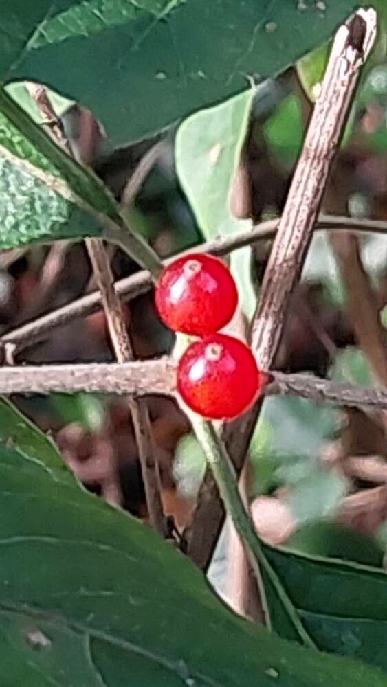 Lonicera oblongifolia fruit