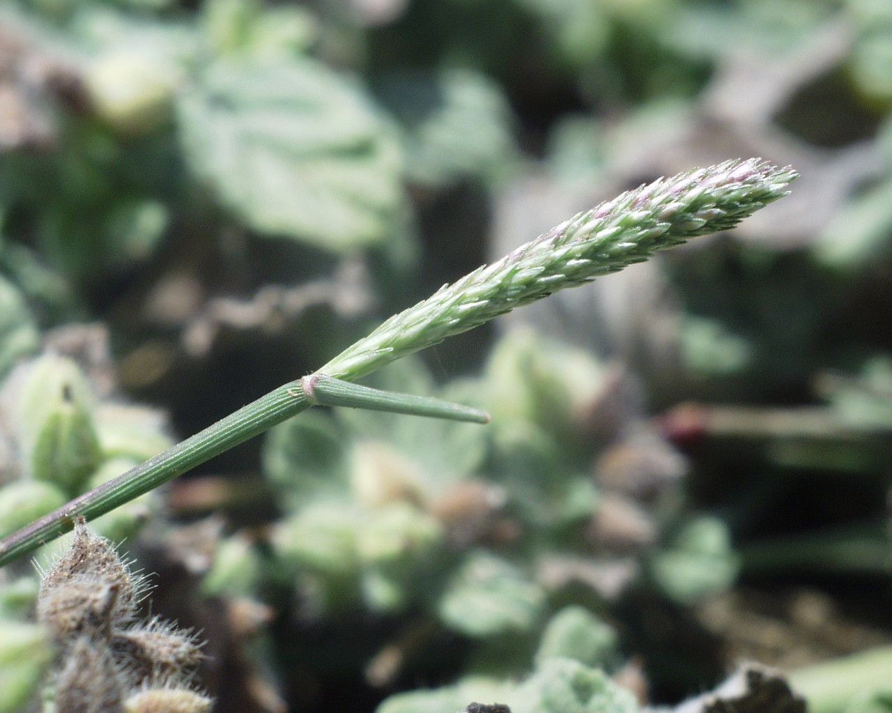 Crypsis alopecuroides fruit