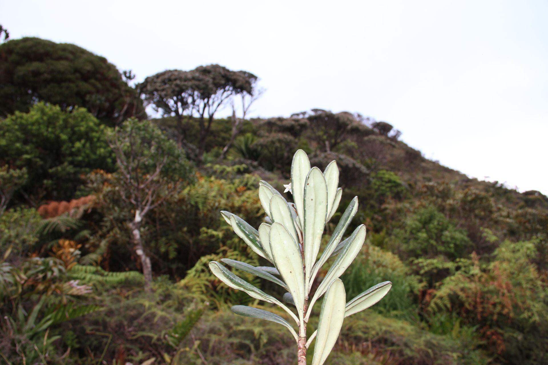 Platyspermation crassifolium habit