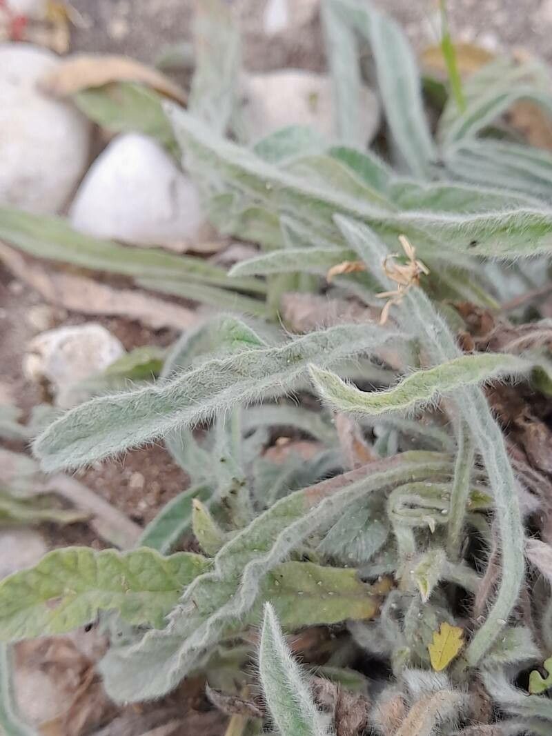 Convolvulus cephalopodus — search result for 'Convolvulus'