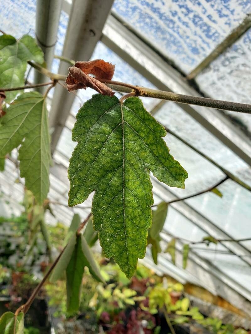 Passiflora vitifolia — search result for 'Panama'