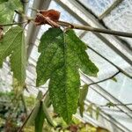 Passiflora vitifolia