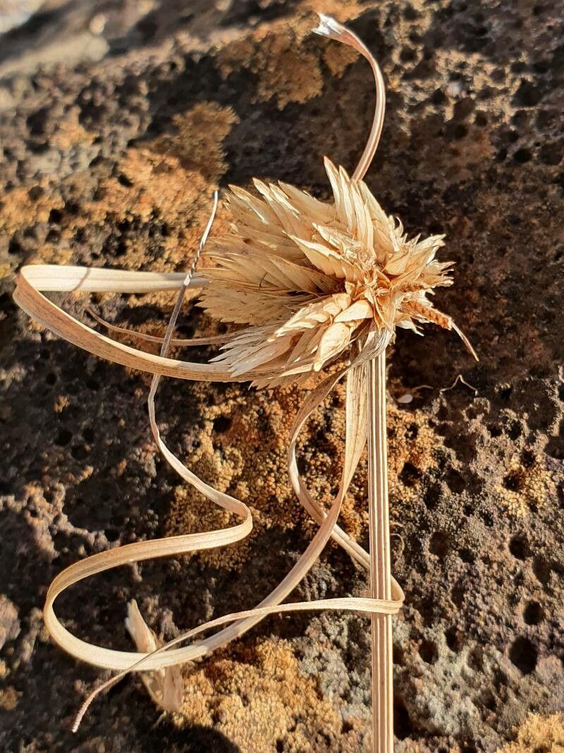 Cyperus niveus fruit