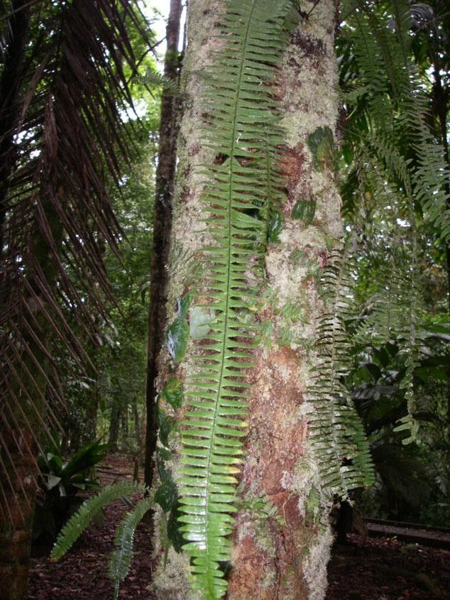 Pecluma pectinata — houseplant care guide