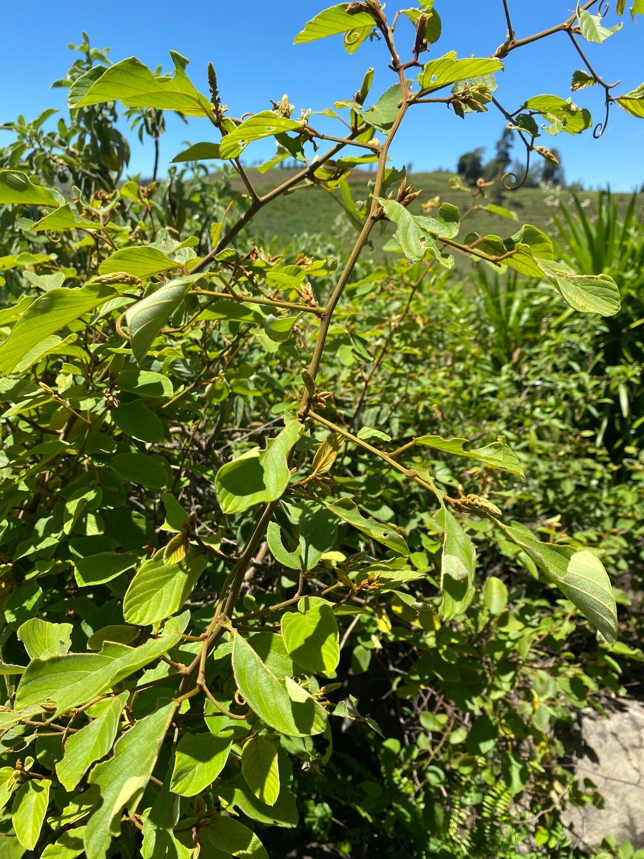 Gouania pannigera — search result for 'Gouania'