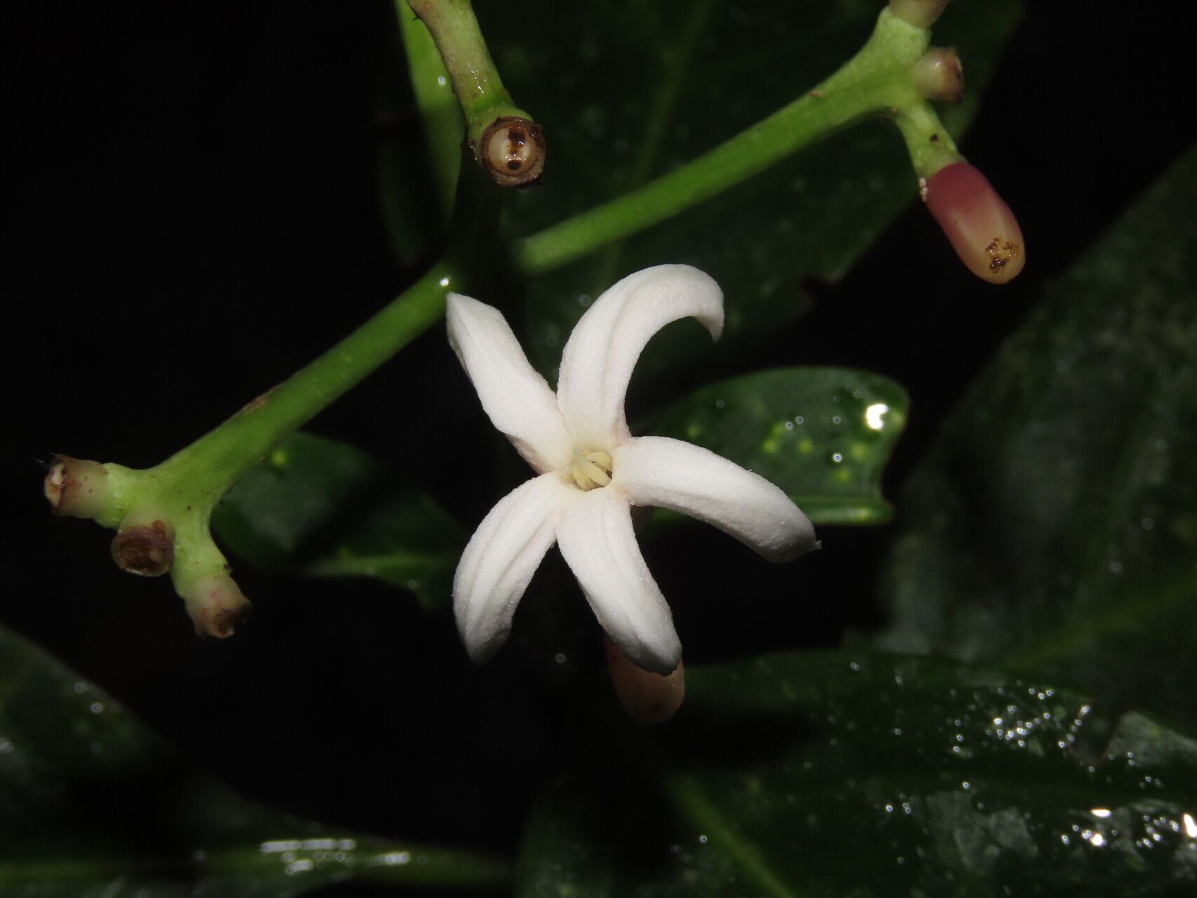 Palicourea psychotrioides flower