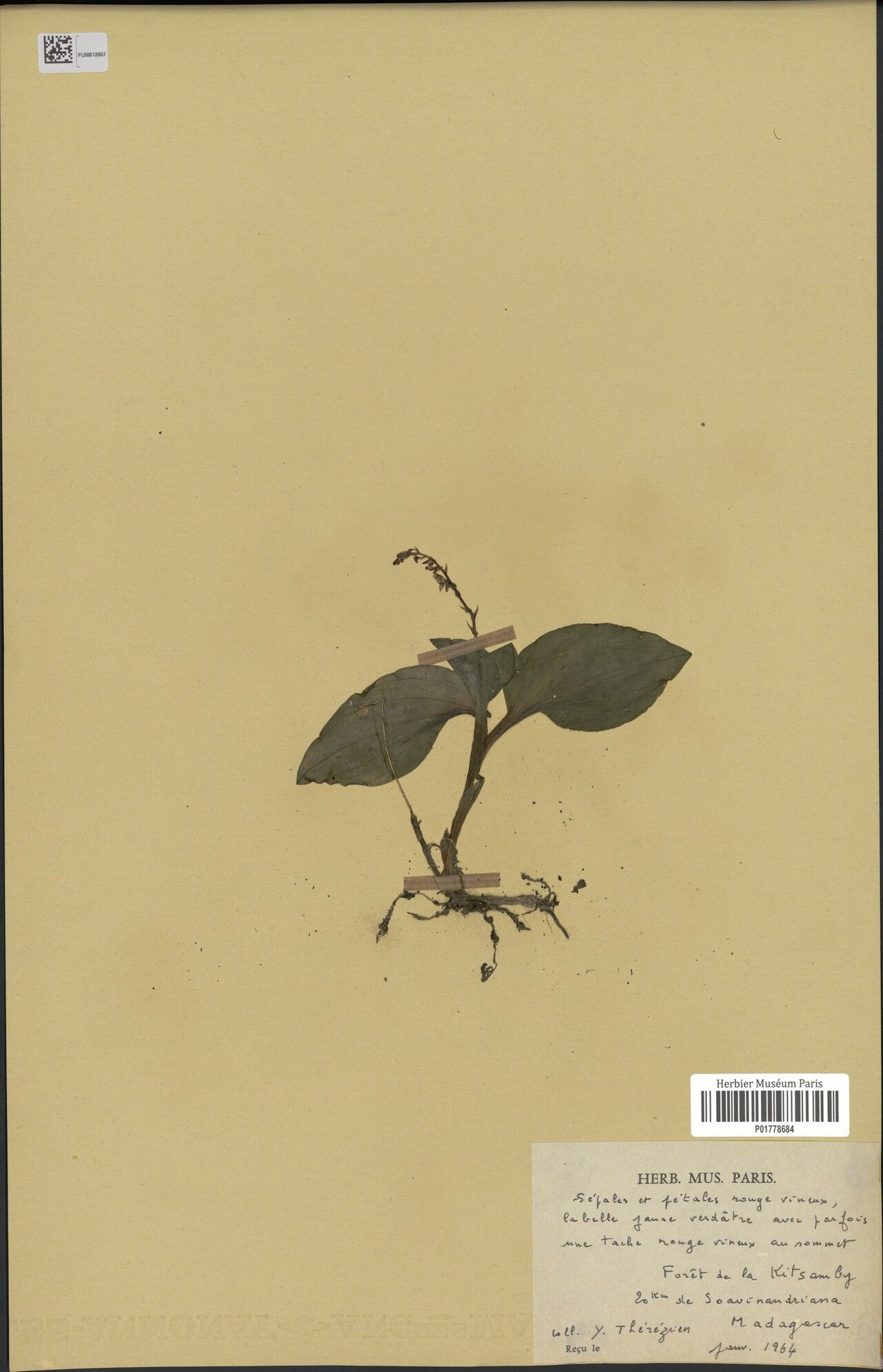 Malaxis atrorubra — related species from the same genus