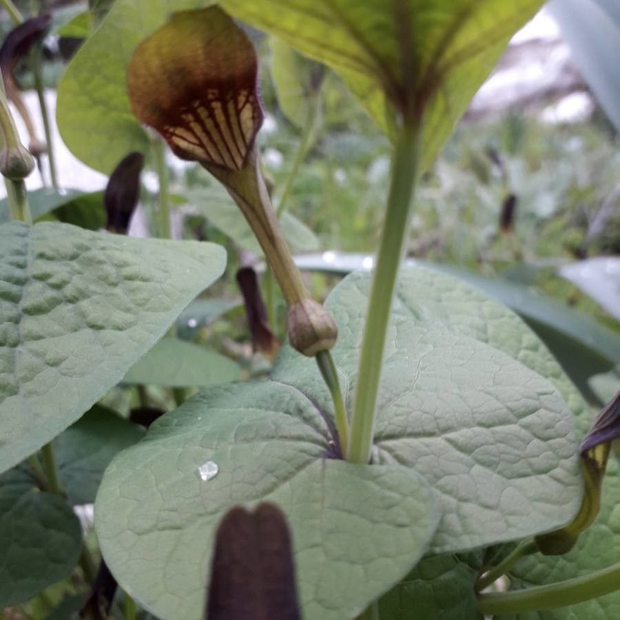 Aristolochia rotunda flower