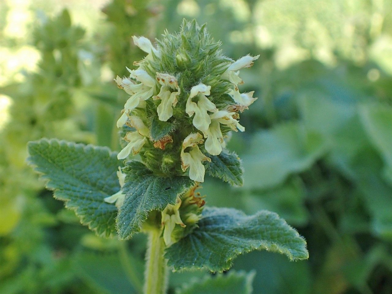 Stachys alopecuros habit