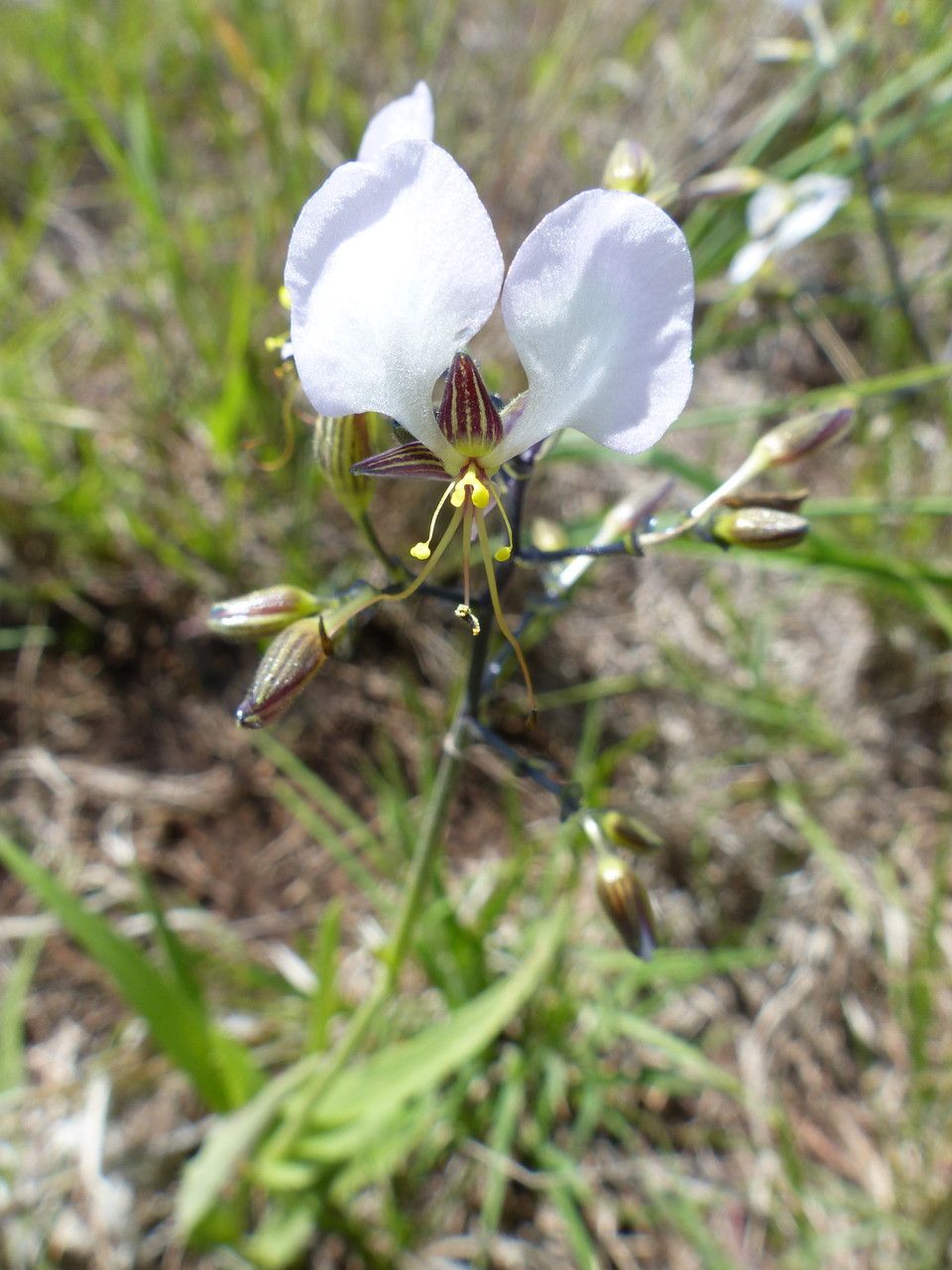 Aneilema brenanianum other