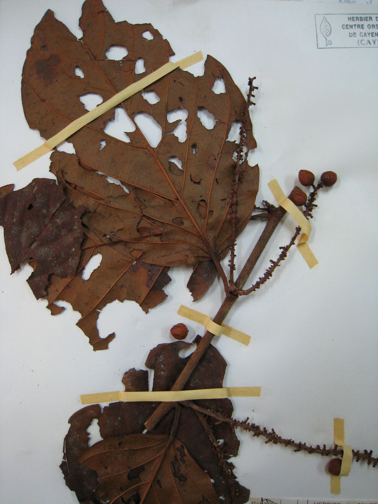 Coccoloba ascendens — related species from the same genus