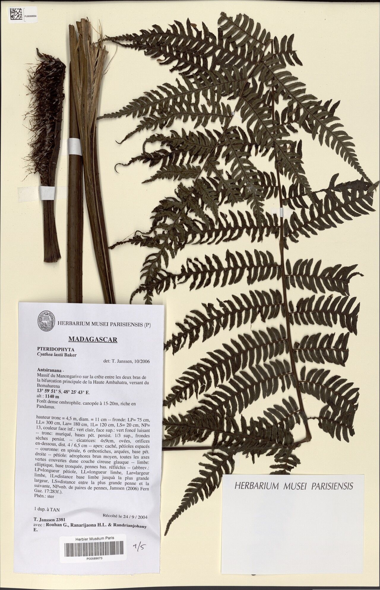 Alsophila lastii — houseplant care guide