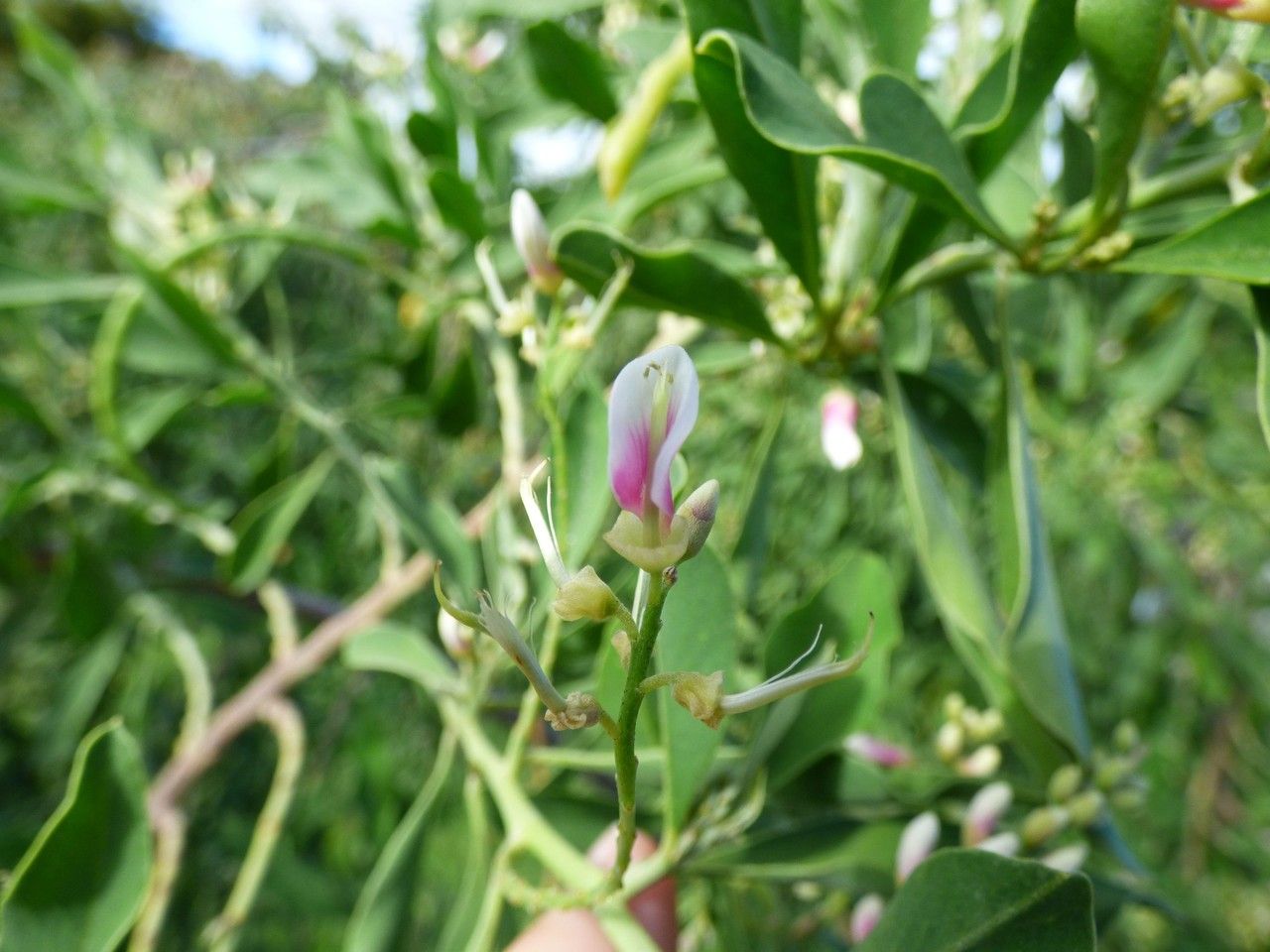 Indigofera ammoxylum flower