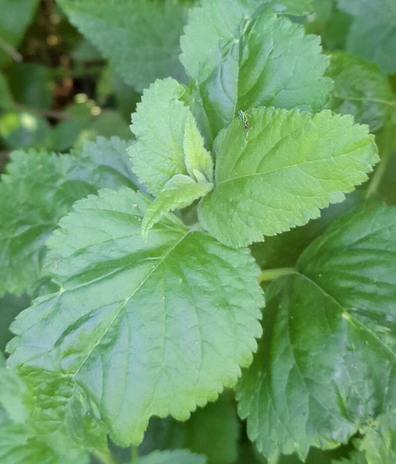 Teucrium vesicarium — search result for 'Teucrium'