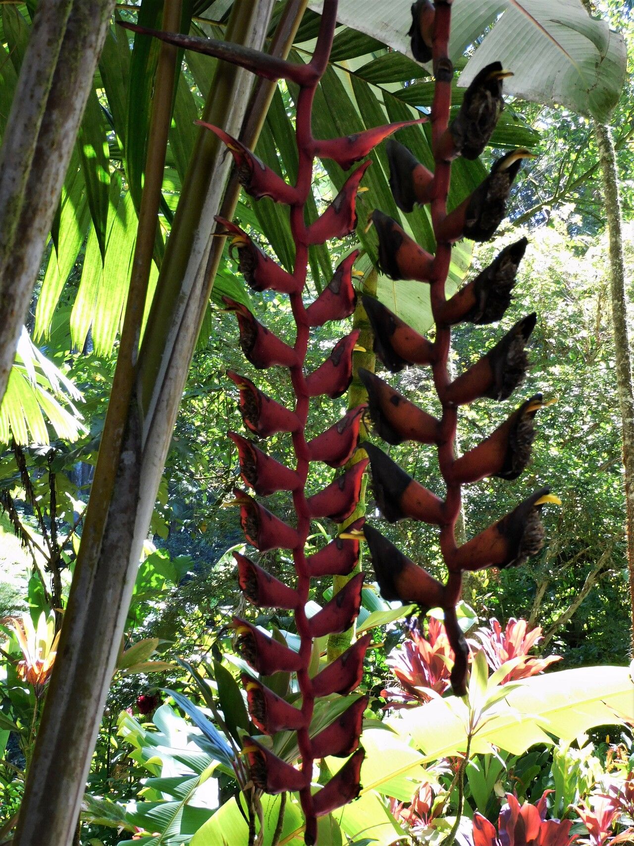 Heliconia longissima flower